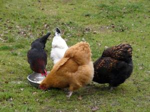 chickens feeding web