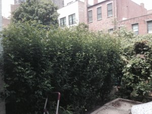 Elly's hedges from last summer.