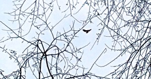 I wish I was as free as this hawk.