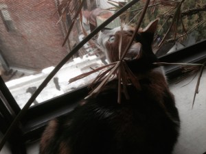 Cat listening to the roar from Woodhull.