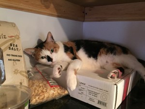 My cat Kiwi takes the high ground.