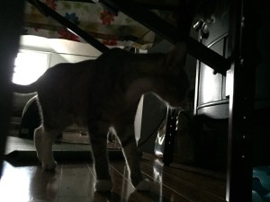 one of the little monsters.