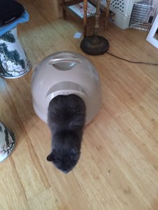 snailcat