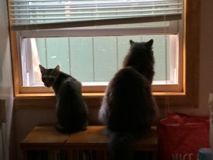 These are the culprits, not Kiwi.