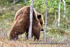 bear-scratching-butt-on-tree