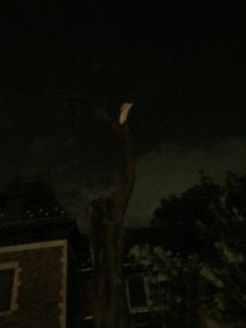 A tree in the cemetery was struck by lightning last month.