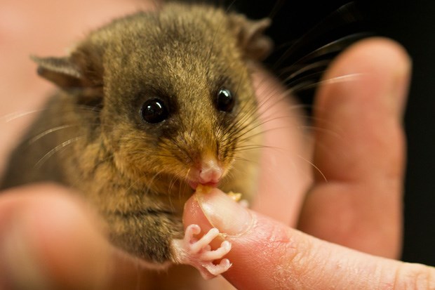 Healesville_alpine_captive_breeding_6